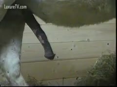 Amateur videographer captures 2 horses enjoying zoo sex